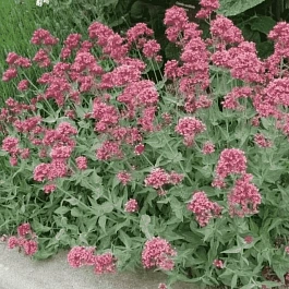 Кентрантус Ruber Coccineus