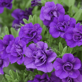 Калибрахоа Oro Double Blue