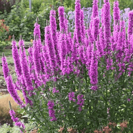 Дербенник иволистный Swirl