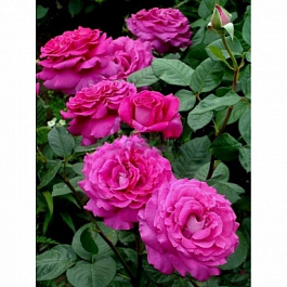 Роза чайно-гибридная Шартрёз дэ Парм