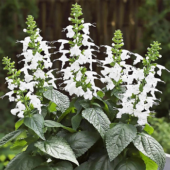 Сальвия дубравная Шнеехёгль НАБОР 2ШТ