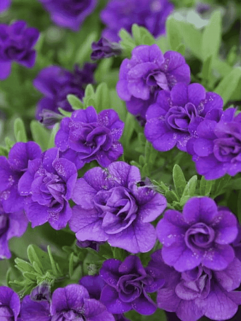 Калибрахоа Oro Double Blue