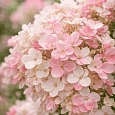 Гортензия метельчатая Little Blossom