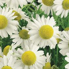 Ромашка аптечная Айболит