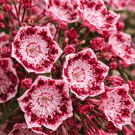 Кальмия широколистная Jans Delight