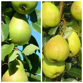 Дерево-сад (5 летка) груша 2 сорта Память Жегалова-Августовская роса
