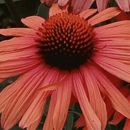 Эхинацея пурпурная Mama Mia