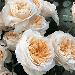 Роза кустовая Victorian Peach