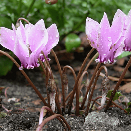 Цикламен плющелистный