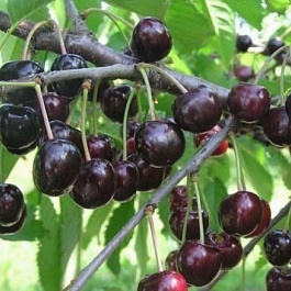 Черешня Одринка