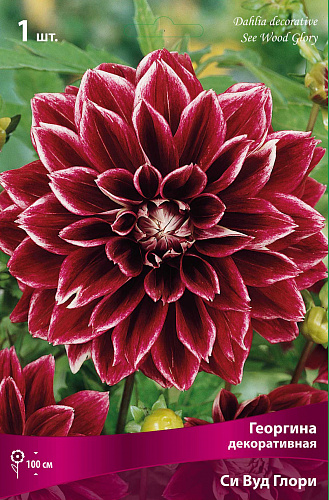 Георгина Декоративная Селлвуд Глори