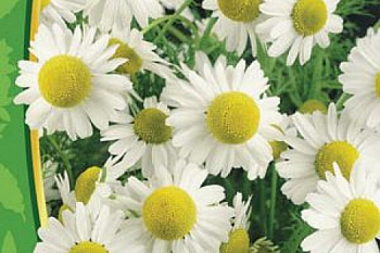 Ромашка аптечная Айболит