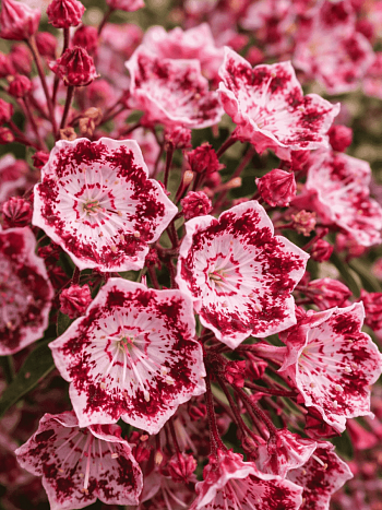 Кальмия широколистная Jans Delight