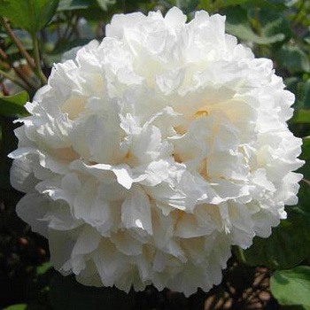 Пион древовидный Белый Кристалл