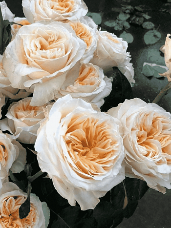 Роза кустовая Victorian Peach