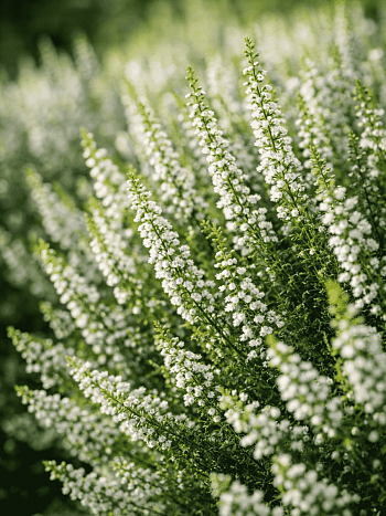 Вереск обыкновенный Alba Praecox