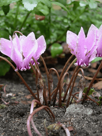 Цикламен плющелистный