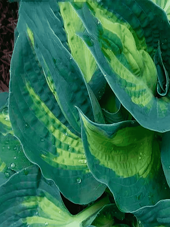 Хоста Dream Weaver