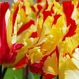 Тюльпан попугайный Flaming Parrot Gold