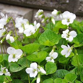 Фиалка (виола) душистая Рен де Блёнш