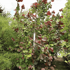 Фундук Rote Zellernoot