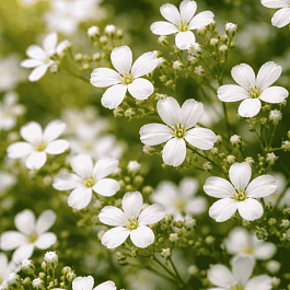 Гипсофила метельчатая Alba