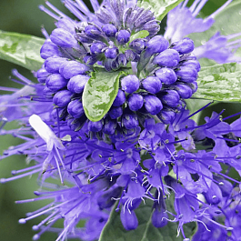 Кариоптерис кландоненсис Kew Blue