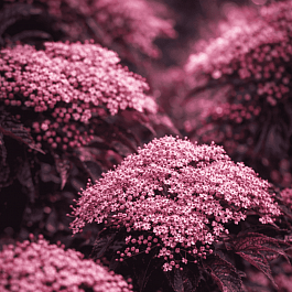 Бузина черная  Black Beauty