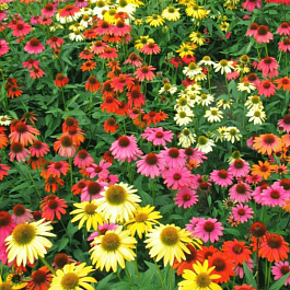 Эхинацея пурпурная Cheyenne Spirit Mix