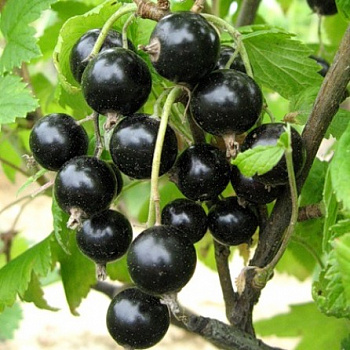 Смородина черная Ожерелье