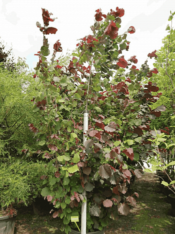 Фундук Rote Zellernoot