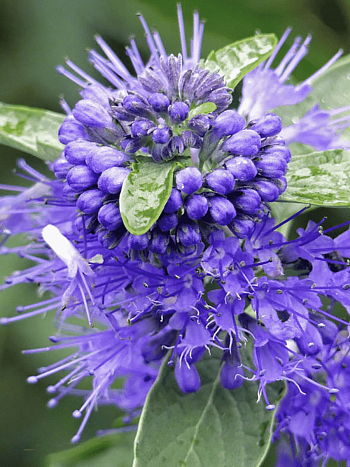 Кариоптерис кландоненсис Kew Blue