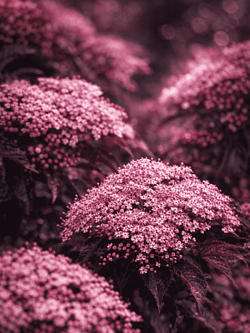 Бузина черная  Black Beauty