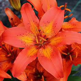 Лилия азиатская горшечная Виннинг Джой