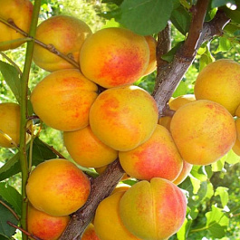 Абрикос обыкновенный Воронежский румяный