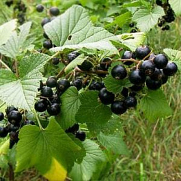 Смородина черная Пилот Александр Мамкин