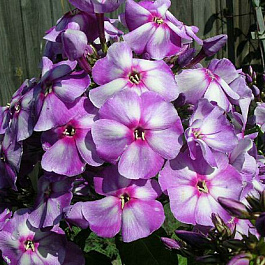 Флокс метельчатый Маргри