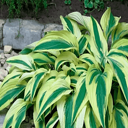 Хоста Lakeside Dragonfly