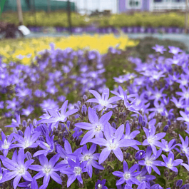 Колокольчик Пожарского Blue