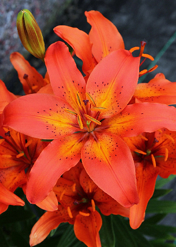 Лилия азиатская горшечная Виннинг Джой