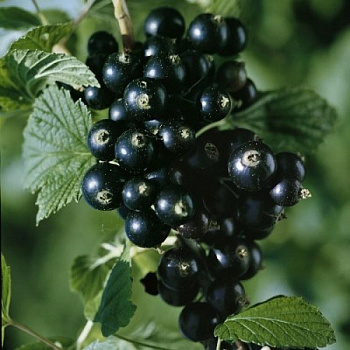 Смородина черная Изюмная