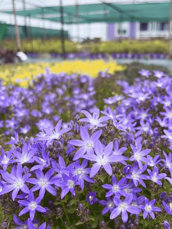 Колокольчик Пожарского Blue