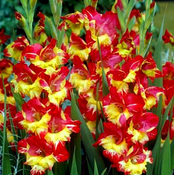 Гладиолус крупноцветковый Стерео