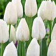 Тюльпан триумф Royal Virgin