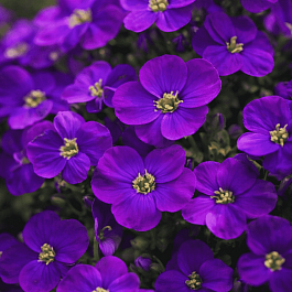 Аубриета Audrey Purple Shades