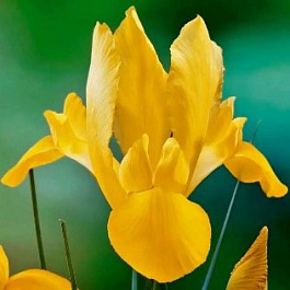 Ирис голландский Голден Бьюти