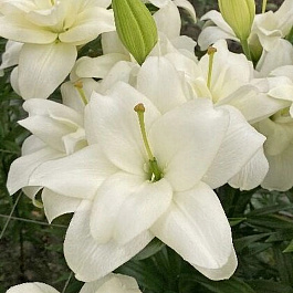 Лилия ЛА-Гибрид Бельведер