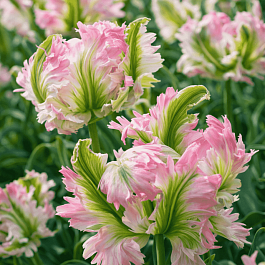 Тюльпан попугайный Green Wave