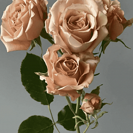 Роза  кустовая Sahara