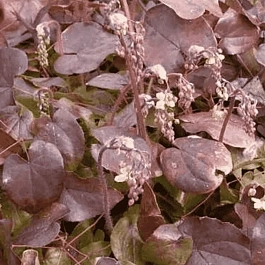 Горянка перистая Black Sea